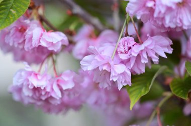 Güzel pembe sakura çiçekleri bahçede çiçek açıyor.