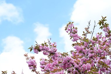 Güzel pembe sakura çiçekleri bahçede çiçek açıyor.