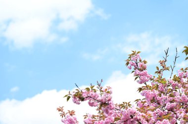 Güzel pembe sakura çiçekleri bahçede çiçek açıyor.