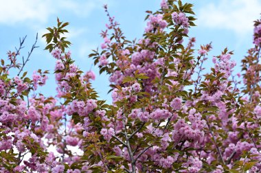 Güzel pembe sakura çiçekleri bahçede çiçek açıyor.