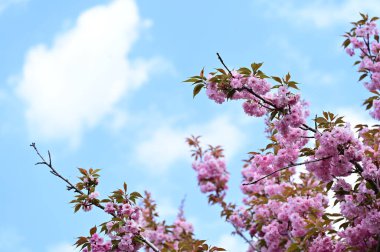 Güzel pembe sakura çiçekleri bahçede çiçek açıyor.