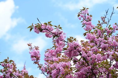Güzel pembe sakura çiçekleri bahçede çiçek açıyor.