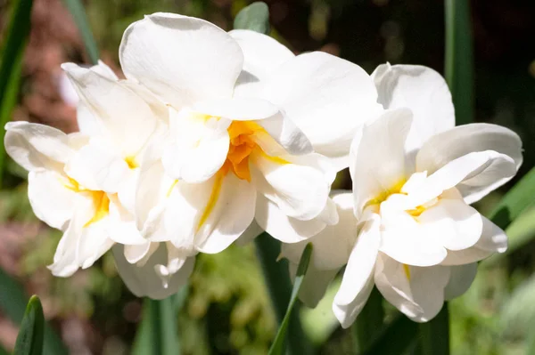 Gros Plan Fleurs Blanches Dans Jardin Printemps — Photo