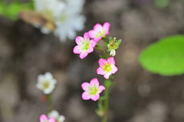 花园里漂亮的粉色小花 — 图库照片