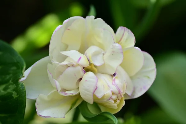 Zbliżenie Białych Kwiatów Wiosennym Ogrodzie — Zdjęcie stockowe