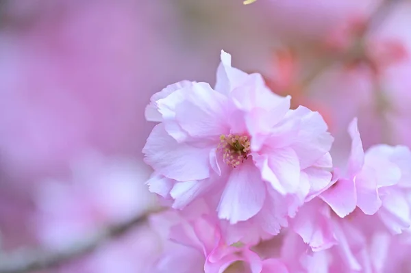 Hermosas Flores Sakura Rosa Florecen Jardín —  Fotos de Stock