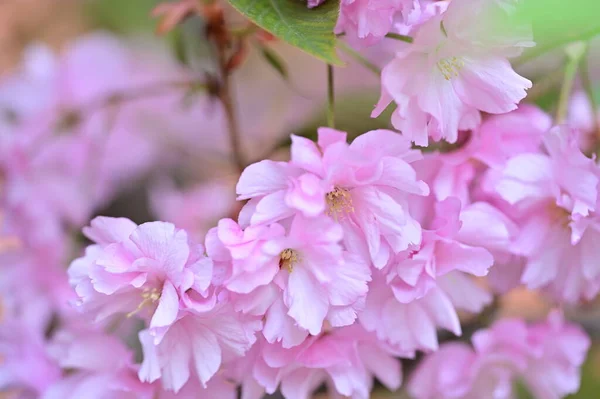 Красивые Розовые Цветы Сакуры Цветут Саду — стоковое фото