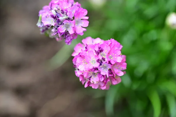 stock image beautiful purple flowers in the garden