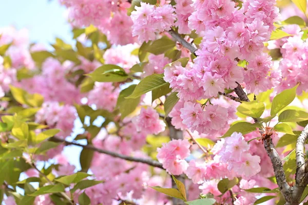 Belles Fleurs Roses Sakura Fleurissent Dans Jardin — Photo