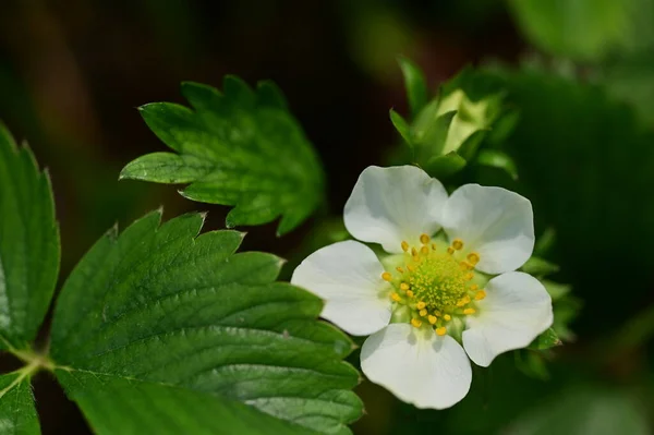 Primer Plano Flores Blancas Jardín Primavera — Foto de Stock