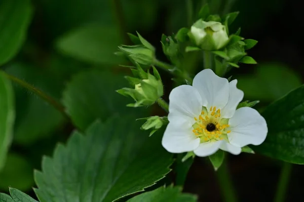 Закрыть Белые Цветы Весеннем Саду — стоковое фото