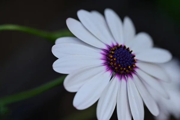 Красивые Белые Фиолетовые Цветы Саду — стоковое фото