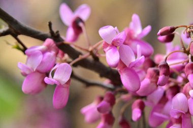 Bahçedeki güzel pembe çiçekler