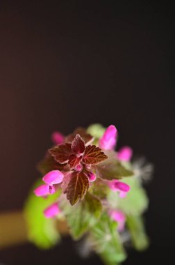 Güzel çiçek bahçede büyüyen
