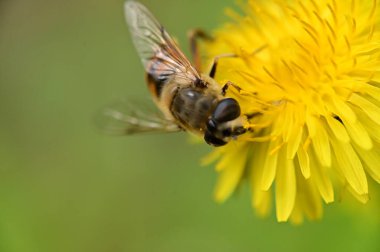 Arı ile güzel çiçeğin yakın çekimi