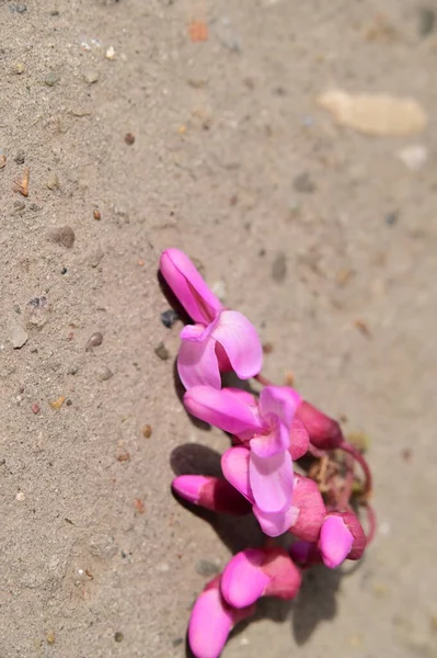 stock image pink flowers on the ground