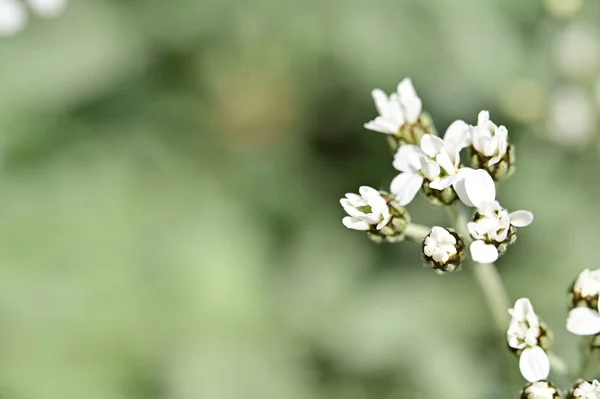 Nahaufnahme Weißer Blumen Frühlingsgarten — Stockfoto