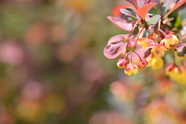 stock image beautiful spring background with blooming bush