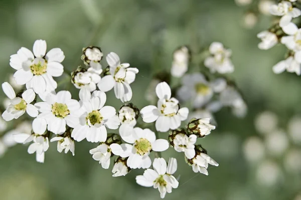 Close White Flowers Spring Garden — Stock Photo, Image