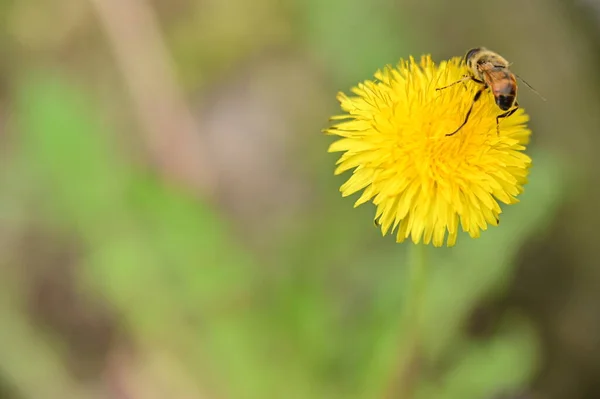 Крупным Планом Красивый Цветок Пчелой — стоковое фото