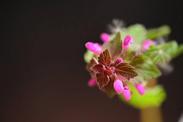Szép Virág Kertben — Stock Fotó