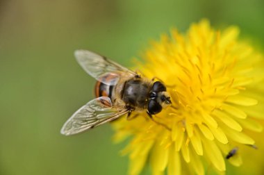 Arı ile güzel çiçeğin yakın çekimi