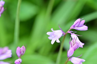 Bahçedeki mor çiçekleri kapat.