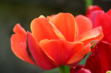 Bahçedeki güzel kırmızı çiçekler