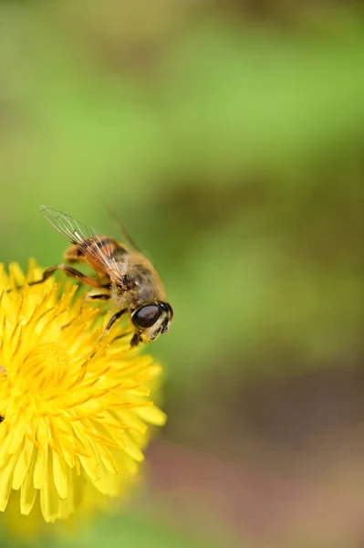 Close Beautiful Flower Bee — Photo