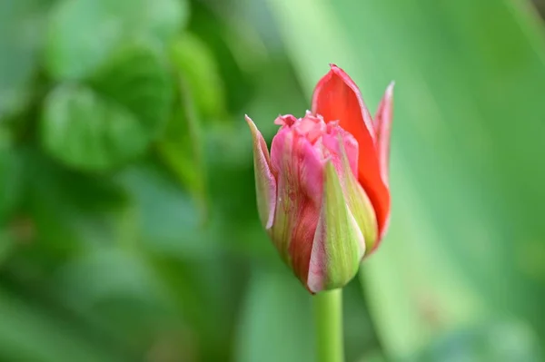 Prachtige Tulp Tuin — Stockfoto
