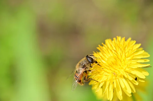 Close Beautiful Flower Bee — Photo