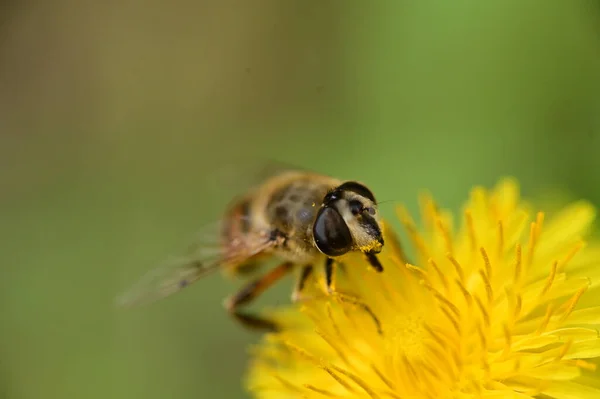 Close Beautiful Flower Bee — Stockfoto