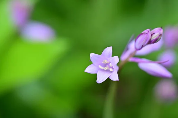 Вид Фиолетовый Цветок Саду — стоковое фото