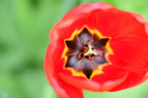 Belles Fleurs Tulipes Rouges Vue Rapprochée — Photo