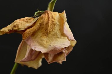 siyah bir arka planda kuru gül