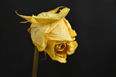 siyah bir arka planda kuru gül