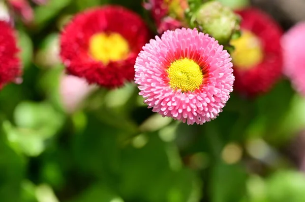 stock image beautiful red flowers in the garden