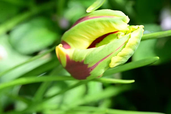 Güzel Botanik Fotoğrafı Doğal Duvar Kağıdı Bahçedeki Çiçek — Stok fotoğraf