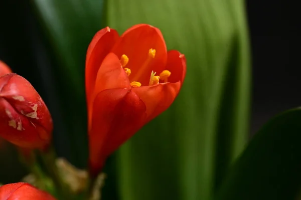 花园里美丽的红花 — 图库照片