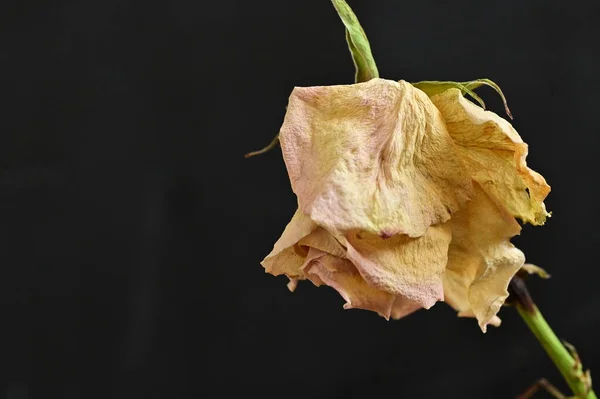 dry rose on a black background