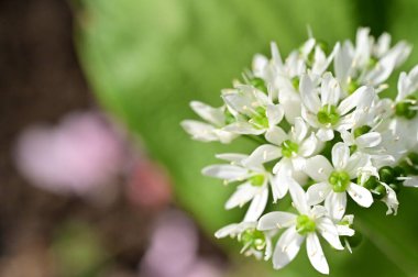 Bahar bahçesindeki beyaz çiçeklere yakın.