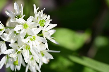 Bahar bahçesindeki beyaz çiçeklere yakın.