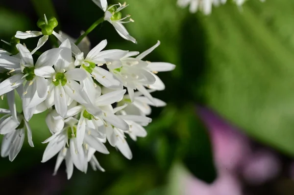 Közel Fehér Virágok Tavaszi Kertben — Stock Fotó