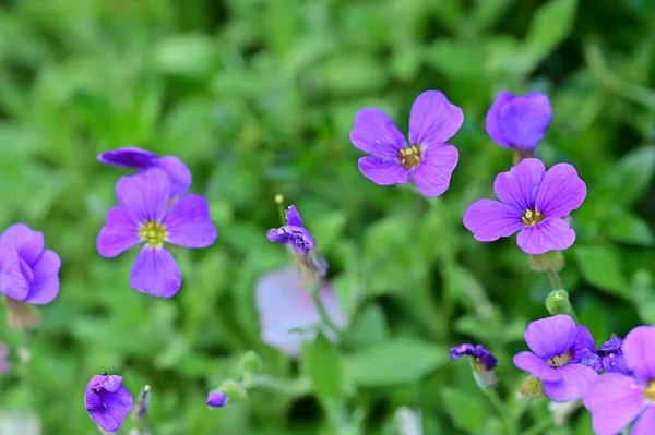 Bahçedeki Mor Çiçekleri Kapat — Stok fotoğraf
