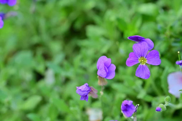 Vista Cerca Una Flores Púrpura Jardín —  Fotos de Stock