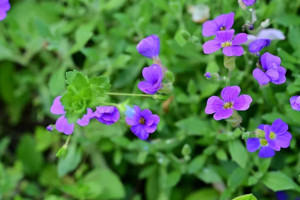 Vista Cerca Una Flores Púrpura Jardín —  Fotos de Stock