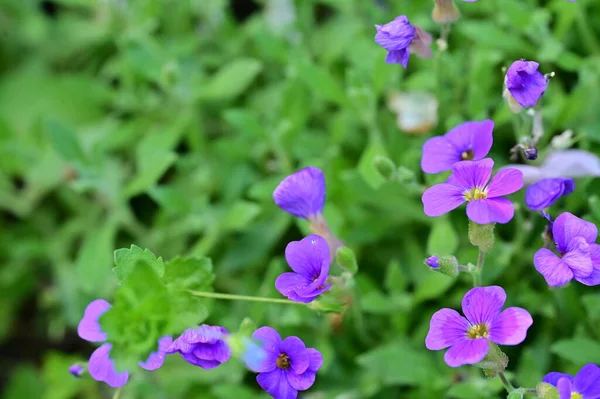 庭の紫色の花を間近に見ることができます — ストック写真