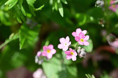 Bahçede büyüyen güzel çiçekler