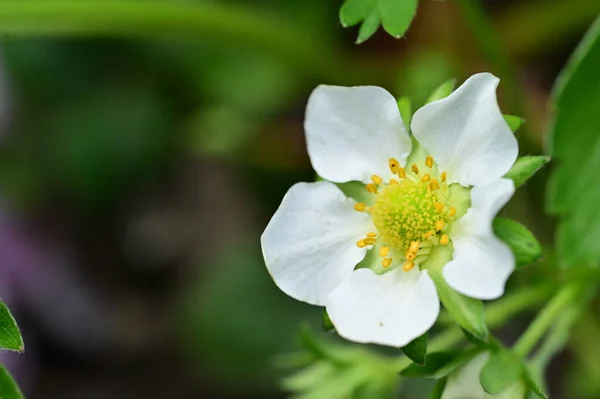 Primer Plano Flores Blancas Jardín Primavera — Foto de Stock