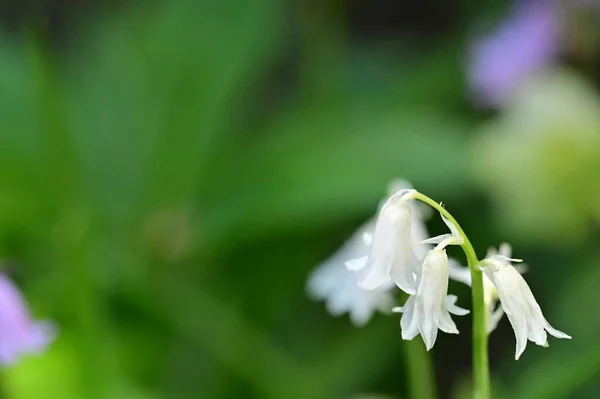 정원에 꽃들의 — 스톡 사진